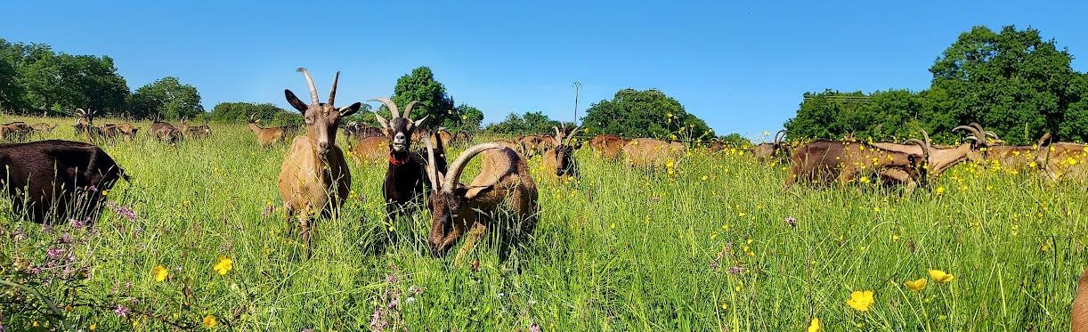 Ferme pédagogique à Granville