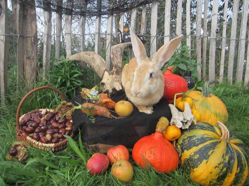 Animaux chimériques - Spécial Halloween