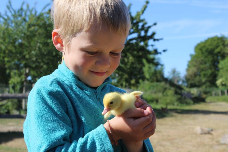 A quel moment voir, caresser et nourrir ... les animaux ? 