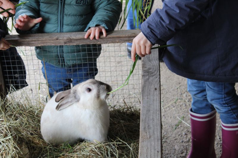 Atelier famille - Un lapin dans le jardin