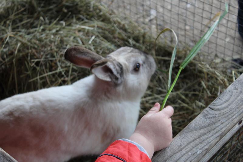 Atelier enfant - Un lapin dans le jardin