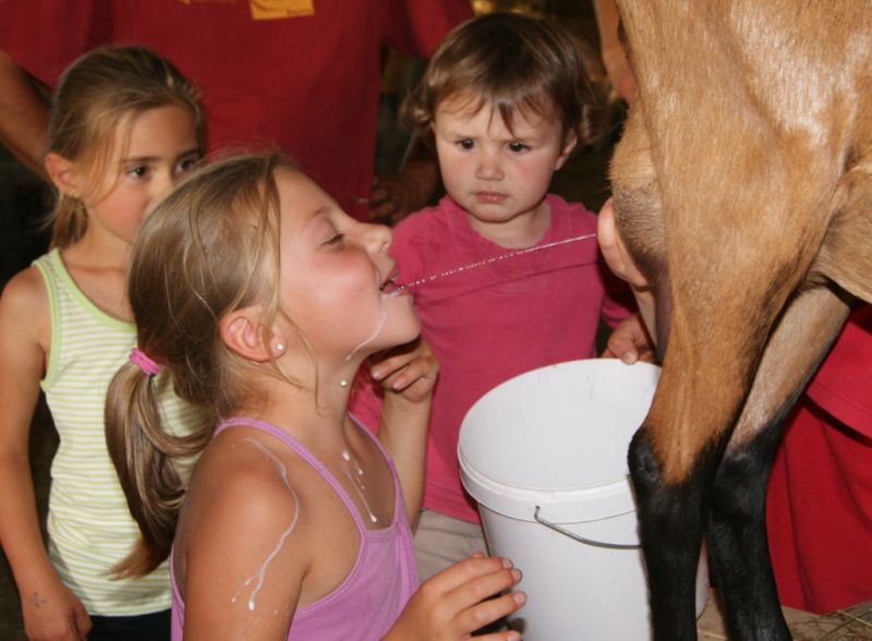 Visite - De la chèvre aux fromages