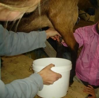 De la chèvre aux fromages
