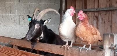 Visite libre des animaux de la ferme et de la traite des chèvres