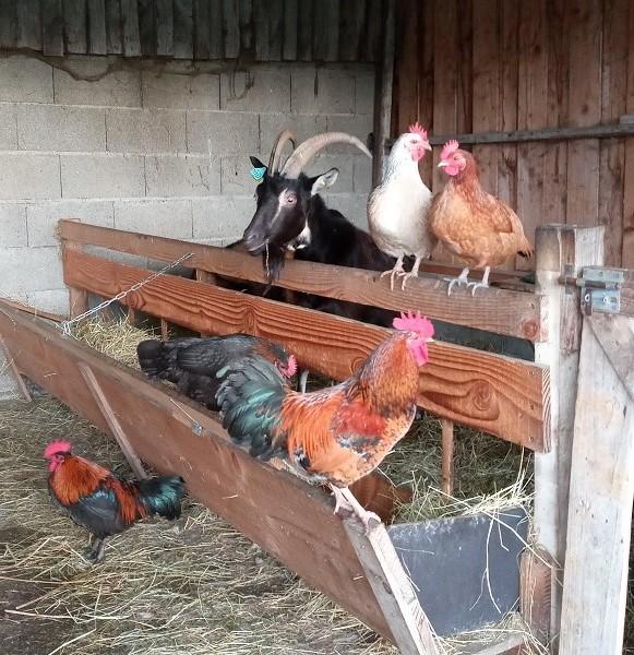 Visite libre des animaux de la ferme et de la traite des chèvres