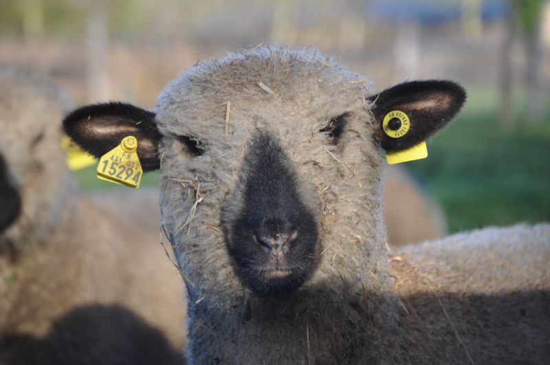 Pelote, Toison, Mire(Laine) et compagnie