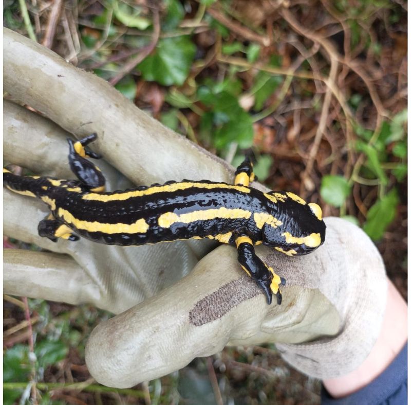 De la place pour la biodiversité