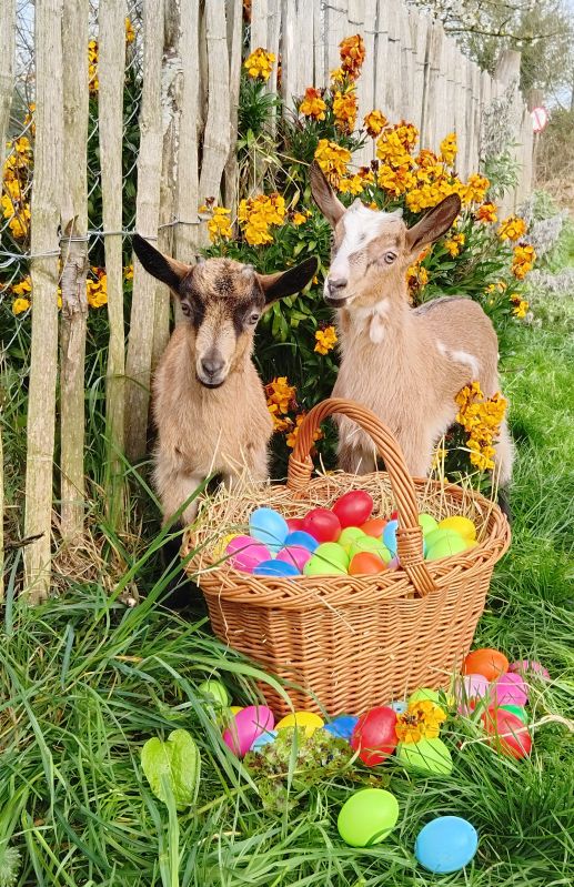 Animation famille - Chasse aux oeufs !