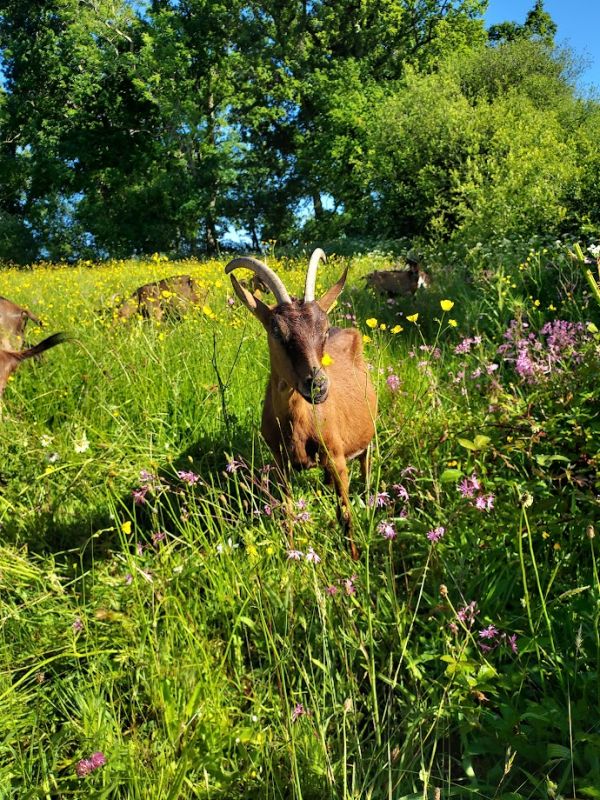 Un troupeau de chèvres heureux