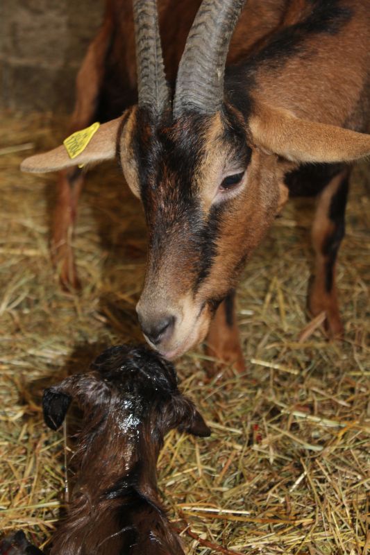 Le bien être de nos animaux