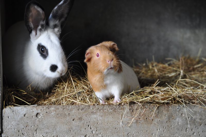 Les lapins et les cochon d