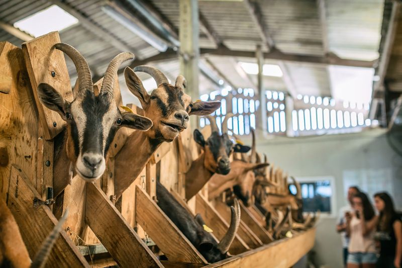 La Chèvrerie et la traite des chèvres