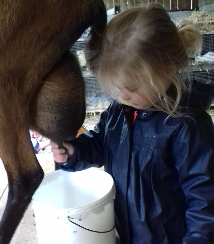 Visites adaptées et médiation animale