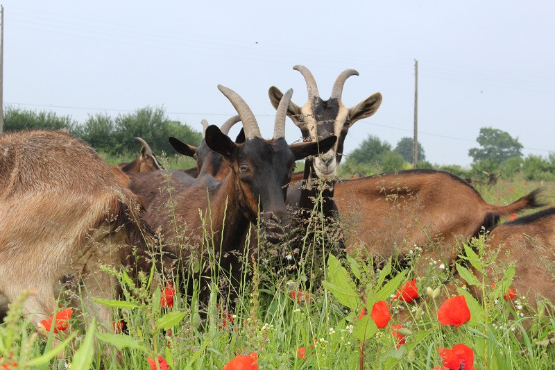 Notre chèvrerie à Granville dans la Manche